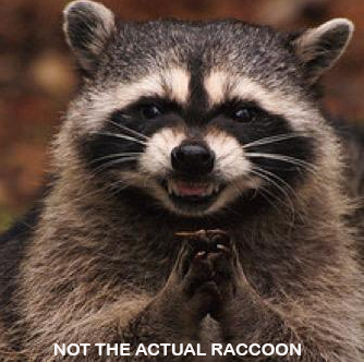 Raccoon
